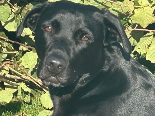 2024 Bude Reggie the Recruiter